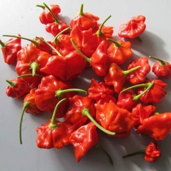 Nadir İthal Kırmızı Gül Biberi Tohumu 5 Adet Tohum Bishops Tacı Biber Tohumu - Resim 5