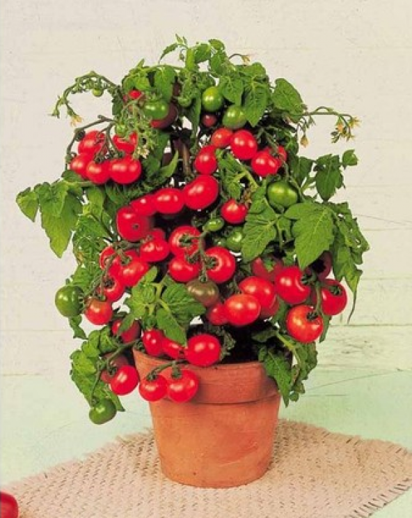 Cherry Saksılık Domates Tohumu 10 Adet Tohum - 3
