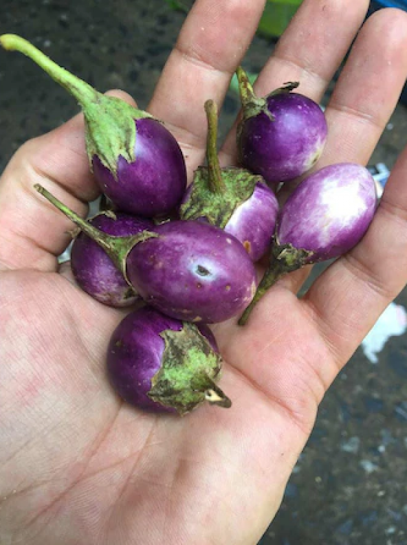 Süper Paket 100 Adet Tohum Thailand Minik Dolmalık Patlıcan Tohumu