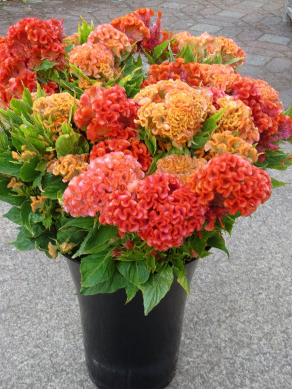 Celosia Çiçeği Ekim Seti Saksı Toprak 5 Adet Tohum Kombin - 3