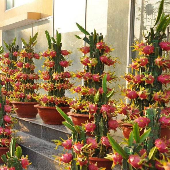 Bodur Pitaya Meyvesi Tohumu 10 Tohum Pitaya Tohumu Saksılık Toprak Kombin Ekim Seti - 4