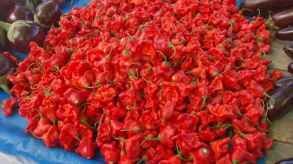 Eko Paket 50 Adet Tohum Nadir İthal Acı Gül Biberi Tohumu Bishops Tacı - Resim 2