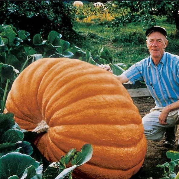 Eko Paket 10 Adet Tohum Atlantik Giant Dev Kabak Tohumu - 2