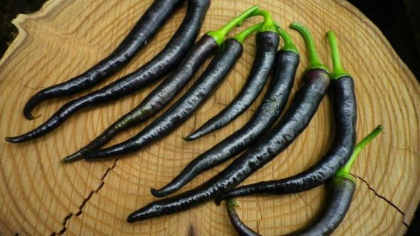 Hafif Acı Sivri Mor Biber Tohumu 5 Adet Tohum - 4