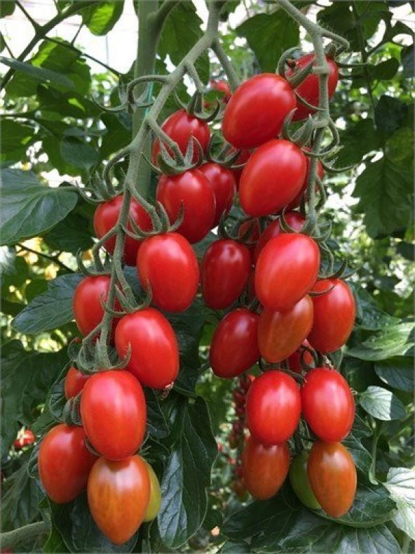 Saksılık Zeytin Domates Tohumu 10 Adet Tohum Kahvaltılık Domates Tohumu - Resim 3