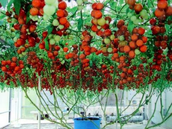 Eko Paket 35 Adet Tohum İtalyan Domates Ağacı Tohumu - 3