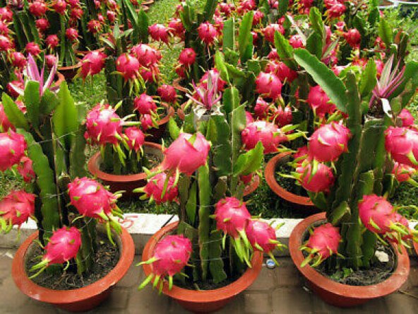 Bodur Pitaya Meyvesi Tohumu 10 Tohum Pitaya Tohumu Saksılık Toprak Kombin Ekim Seti - 5