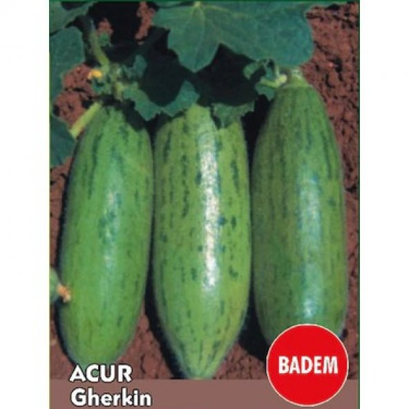 Yeşil Badem Çin Acur Tohumu 10 Adet Tohum Çin Acuru Tohumu - 3