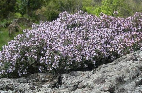 Eko Paket 250 Adet Tohum Aromatik Dağ Kekiği Tohumu Kekik Tohumu - 3