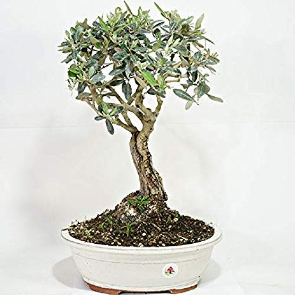 Bodur Zeytin Bonzai Ağacı Tohumu 2 Adet Tohum Bonsai Ağacı Tohumu - Resim 3