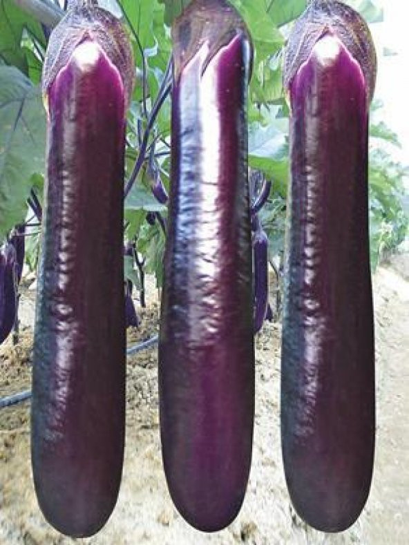 Süper Paket 125 Adet Tohum İthal Nadir Dev Kemer Patlıcan Tohumu - Resim 3