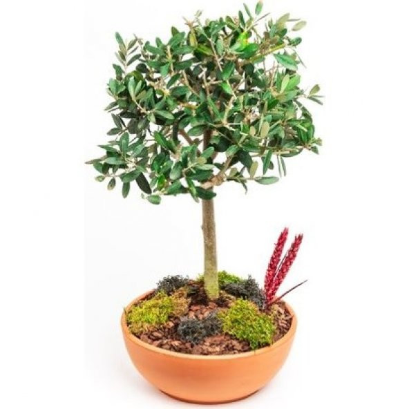 Bodur Zeytin Bonzai Ağacı Tohumu 2 Adet Tohum Bonsai Ağacı Tohumu - Resim 4