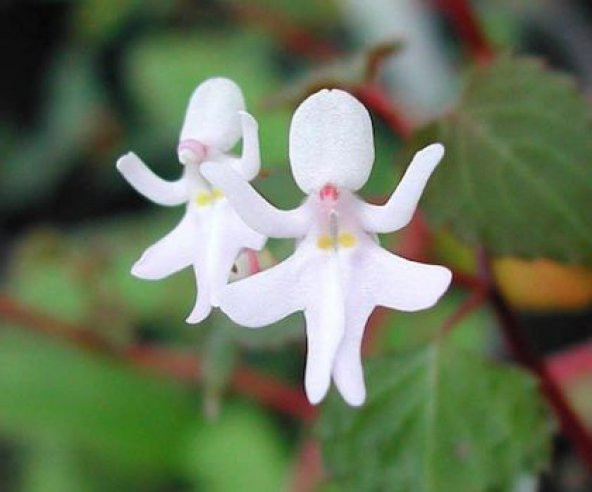 Nadir İthal Beyaz Melek Orkide Çiçeği Tohumu 5 Tohum Çiçek Tohum