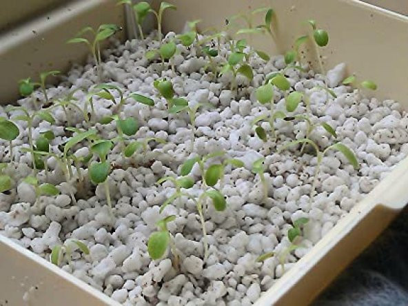 Perlit 20 Litre Tarım Perliti - Resim 2