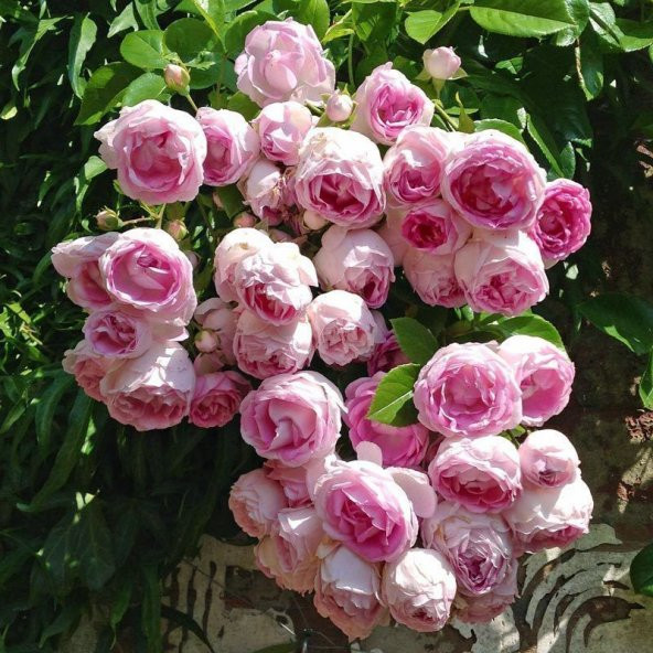 Nadir İthal Saksılık Sırık Sarmaşık Pembe Gül Tohumu 5 Tohum - 2