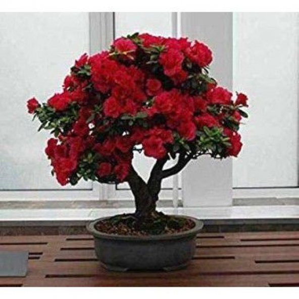 Nadir İthal Bodur Kırmızı Gül Bonzai Ağacı Tohumu 5 Tohum Bonsai Tohumu