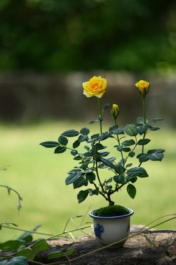 Nadir İthal Bodur Sarı Gül Bonzai Ağacı Tohumu 5 Tohum Bonsai Tohumu ürün görseli 1