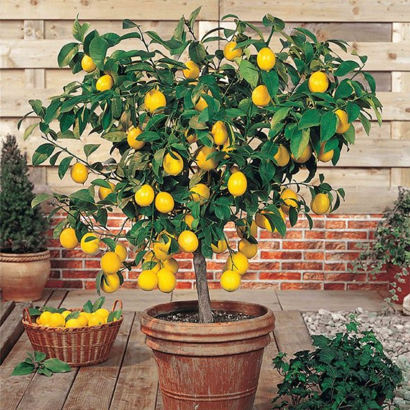 Nadir İthal Saksılık Hint Limon Ağacı Tohumu Ekim Seti 3 Tohum Saksı Toprak Kombin