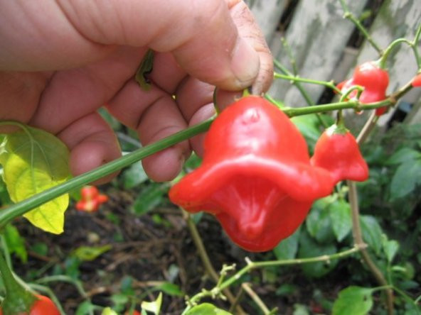 Eko Paket 50 Adet Tohum Nadir İthal Acı Gül Biberi Tohumu Bishops Tacı - Resim 4