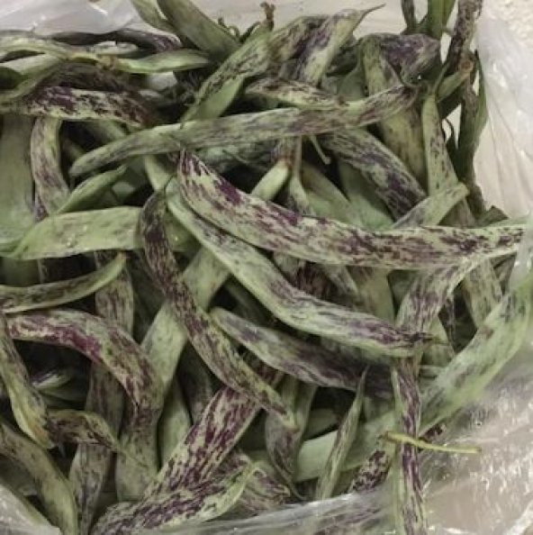 Meşhur Çilli Ayşe Fasulye Tohumu 10 Tohum Fasülye Tohumu - Resim 2