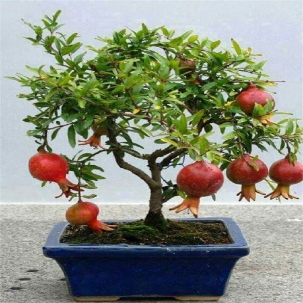 Nadir İthal Bodur Nar Bonzai Ağacı Tohumu 5 Tohum Bonsai Tohumu