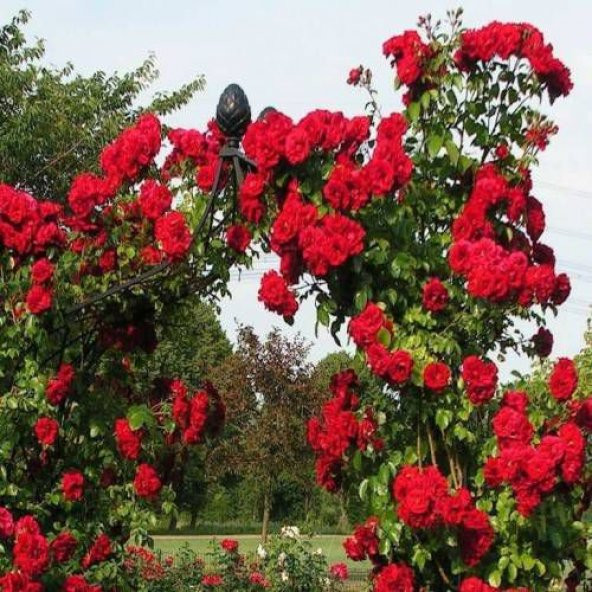 Saksılık Nadir Yediveren Kırmızı Sarmaşık Gül Tohumu 5 Tohum - 2