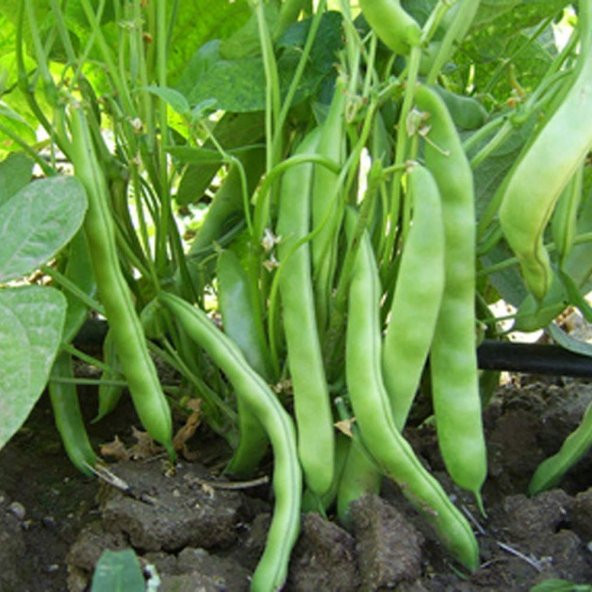 Süper Paket 500 Adet Sarıkız Fasulye Tohumu Fasülye Tohumu - Resim 3