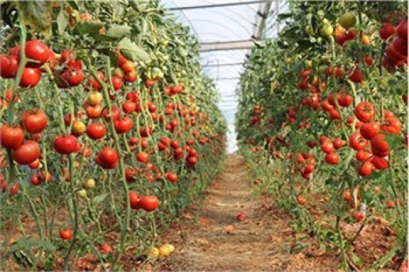 Süper Paket 100 Adet Tohum İthal Mis Kokul Gerçek Sırık Domates Tohumu - 3