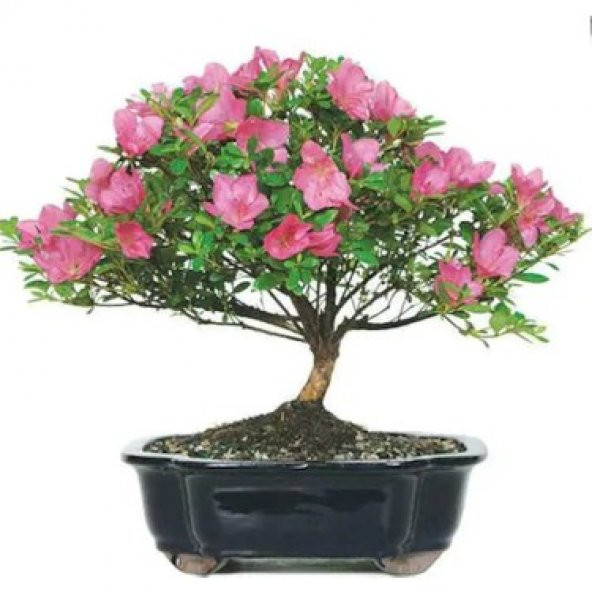 Nadir İthal Bodur Orkide Bonzai Ağacı Tohumu 5 Tohum Bonsai Tohumu