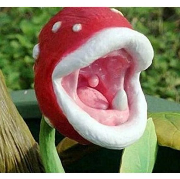 Nadir İthal Etçil Bitki Etobur Bitki Çiçeği Sinek Kapan Tohumu 5 Tohum Çiçek Tohumu