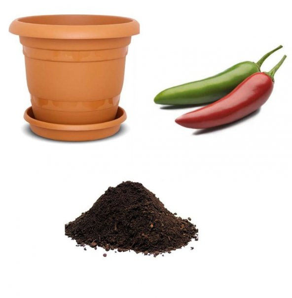 İthal Acı Jalapeno Biberi Tohumu Ekim Seti