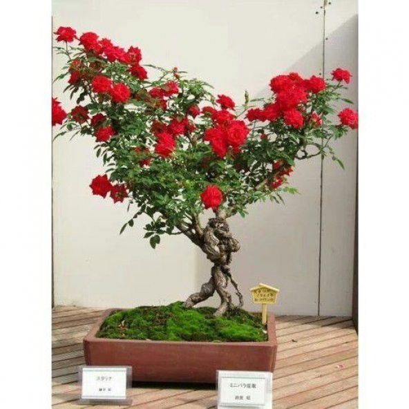 Nadir İthal Bodur Kırmızı Gül Bonzai Ağacı Tohumu 5 Tohum Bonsai Tohumu - 2