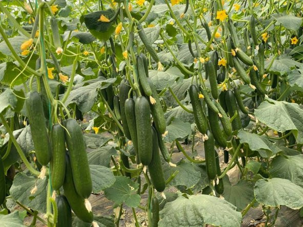 Süper Paket 100 Adet Tohum İtalyan Sırık Salatalık Tohumu - 5