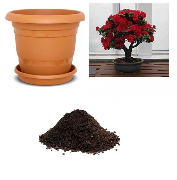 İthal Bodur Kırmızı Gül Bonsai AğacıTohumu Ekim Seti