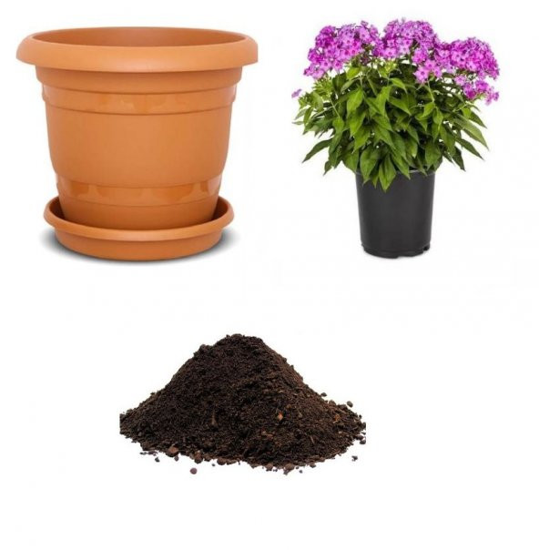 Karışık Flox Çiçeği Tohumu Ekim Seti
