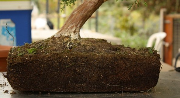 İthal Bonzai Ağacı Toprağı 3 Litre Bonsai Toprağı - 3