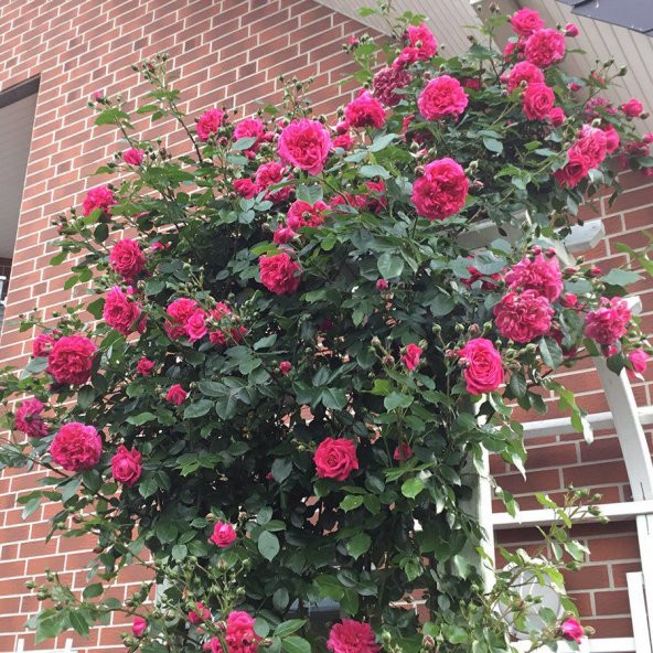 Nadir İthal Saksılık Sırık Sarmaşık Pembe Gül Tohumu 5 Tohum - 3