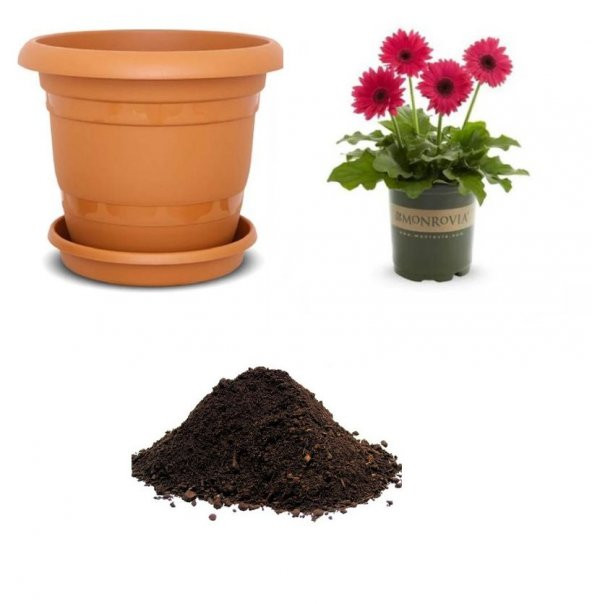 Karışık Gerbera Çiçeği Tohumu Ekim Seti