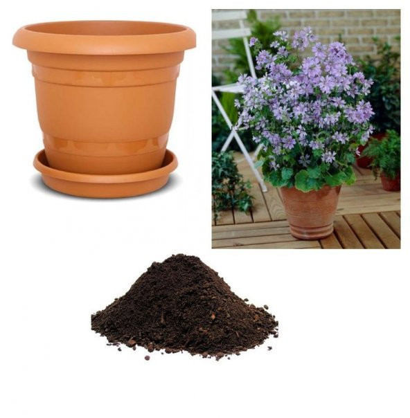 Ebe Gömeci Tohumu Ekim Seti