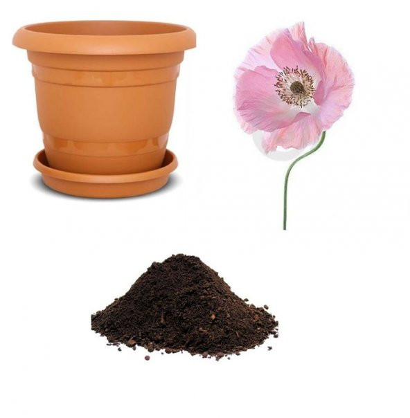 Pembe Gelincik Çiçeği Tohumu Ekim Seti