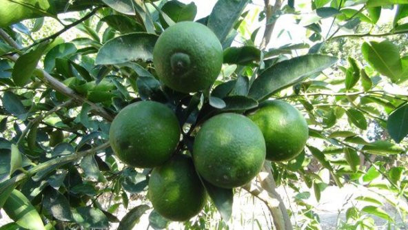 Nadir İthal Misket Limonu Lime Limon Tohumu Ekim Seti 3 Saksı Toprak Kombin - 3