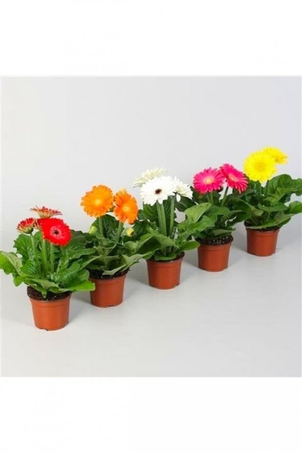 Nadir Karışık Gerbera Çiçeği Tohumu 5 Tohum Çiçek Tohumu - Resim 2