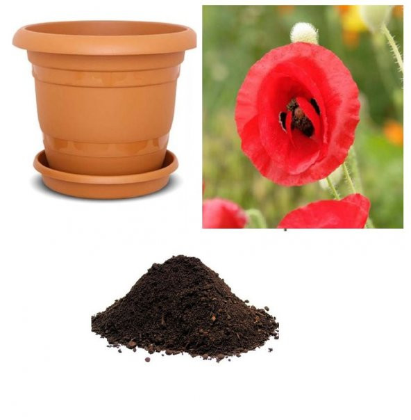 Kırmızı Gelincik Çiçeği Tohumu Ekim Seti