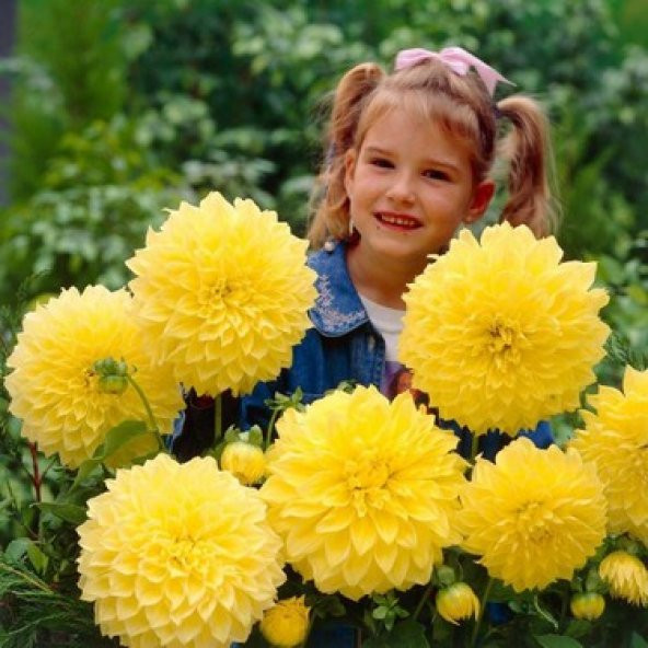 Ithal Nadir Karışık Dev Dahlia Çiçeği Tohumu Çiçek Tohumu 5 Tohum - Resim 2