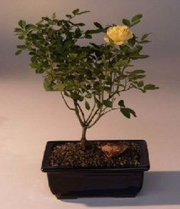 Nadir İthal Bodur Sarı Gül Bonzai Ağacı Tohumu 5 Tohum Bonsai Tohumu - Resim 3