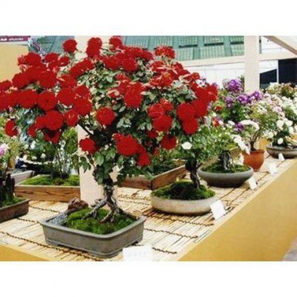 Nadir İthal Bodur Kırmızı Gül Bonzai Ağacı Tohumu 5 Tohum Bonsai Tohumu - 3