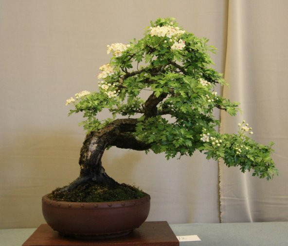 Nadir İthal Bodur Sarı Alıç Bonzai Ağacı Tohumu 3 Tohum Bonsai Tohumu - Resim 2