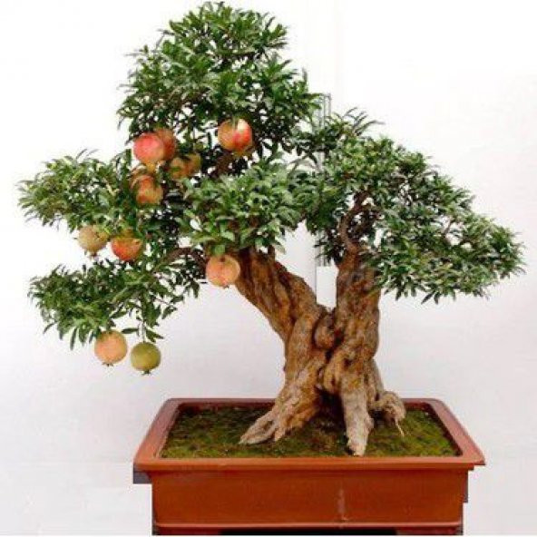 Nadir İthal Bodur Nar Bonzai Ağacı Tohumu 5 Tohum Bonsai Tohumu - 3