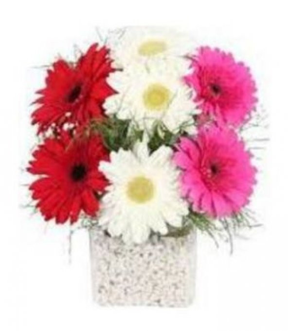 Karışık Gerbera Çiçeği Tohumu Ekim Seti - Resim 2