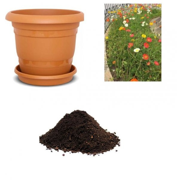 Karışık 5 Renk Gelincik Çiçeği Tohumu Ekim Seti ürün görseli